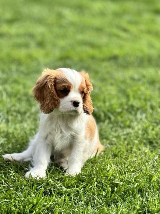 King Charles Cavalier bicolor de vanzare,fetita/transport