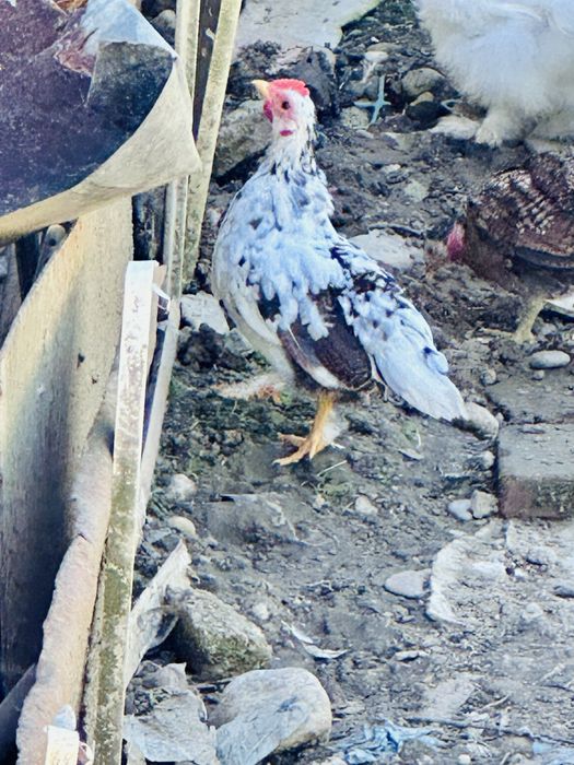 URGENT OFERTA 15 Pui de gaini americane pitice
