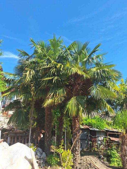 Продавам Български Палми  “Трахикарпус”