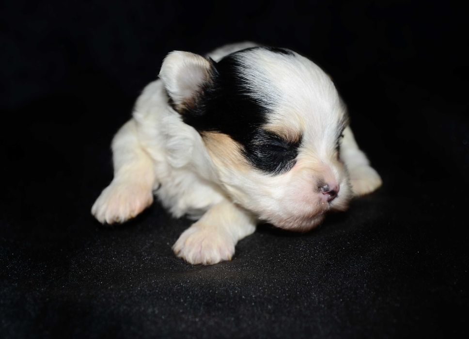 Йоркширский терьер Бивер ,шикарные щенки!