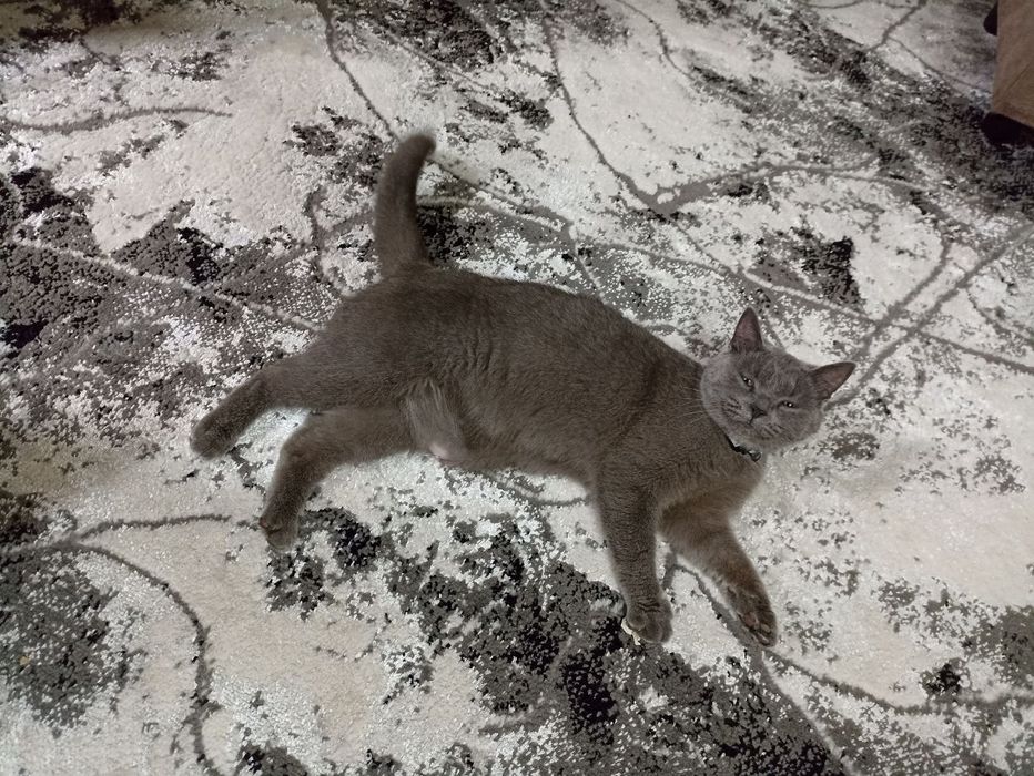 Mushuk qornida bolasi bor