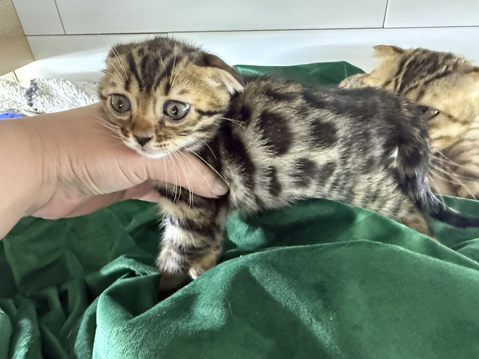 Бенгалка вислоухая