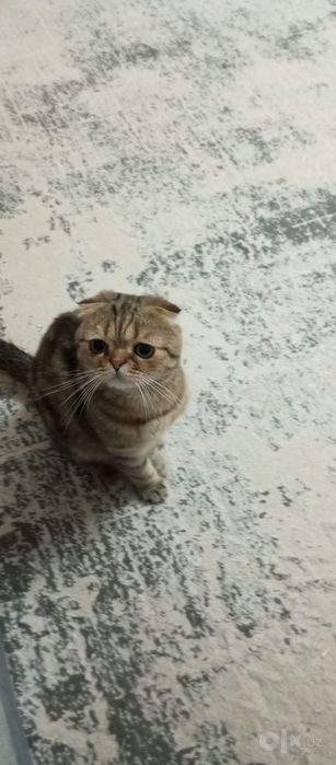 Отдают вислоушку фолд в хорошие руки