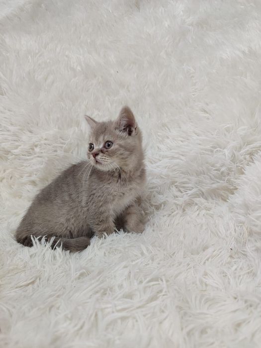 Продам Шотландских котят