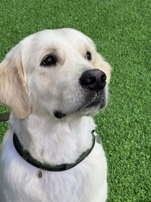 Вязка Золотистый Ретривер