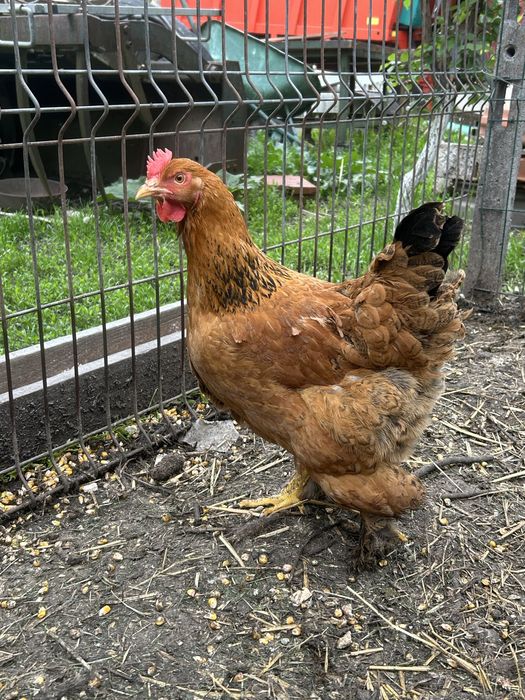Vand gaini metis ,araucana,ameraucana ,wyandotte argintiu