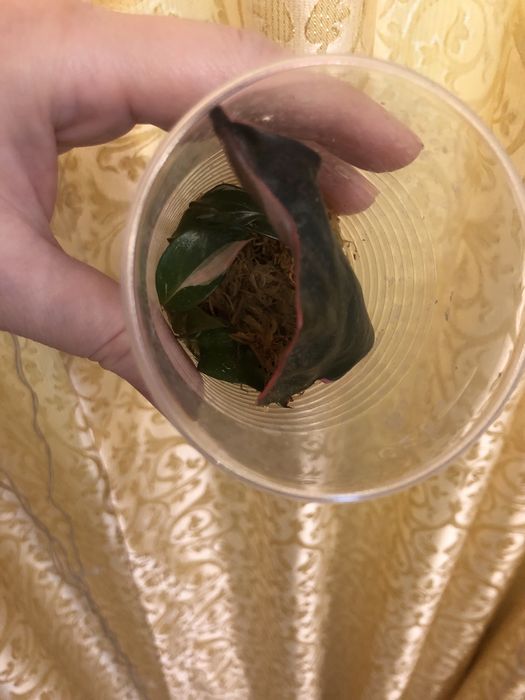 Филодендрон Pink Princess