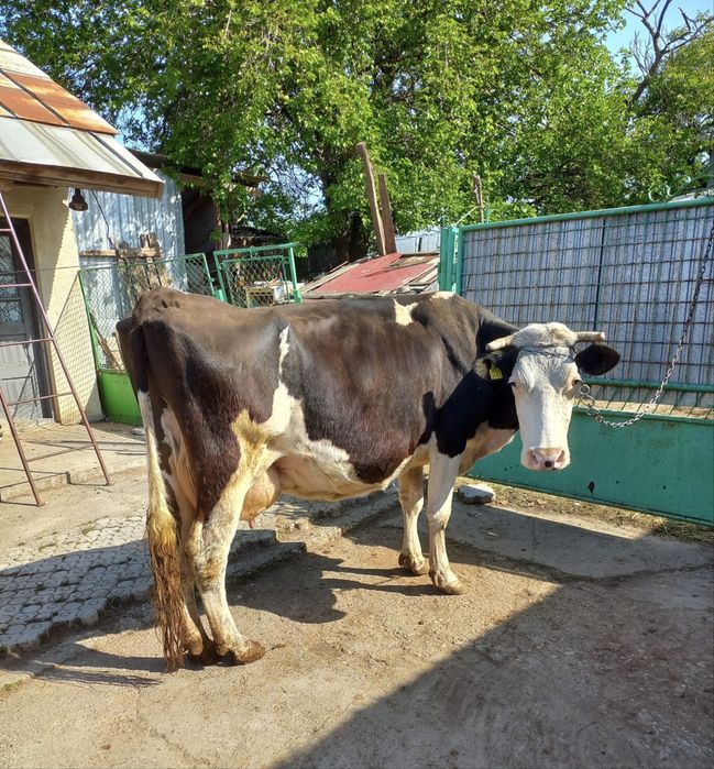 Vacă bună de lapte