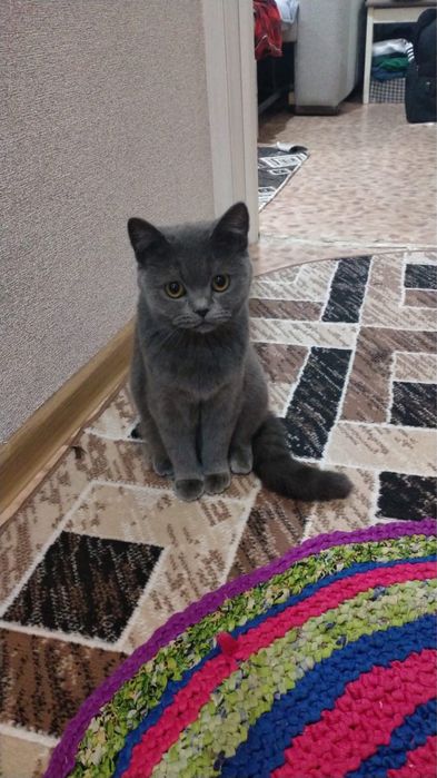 Продам британского котенка