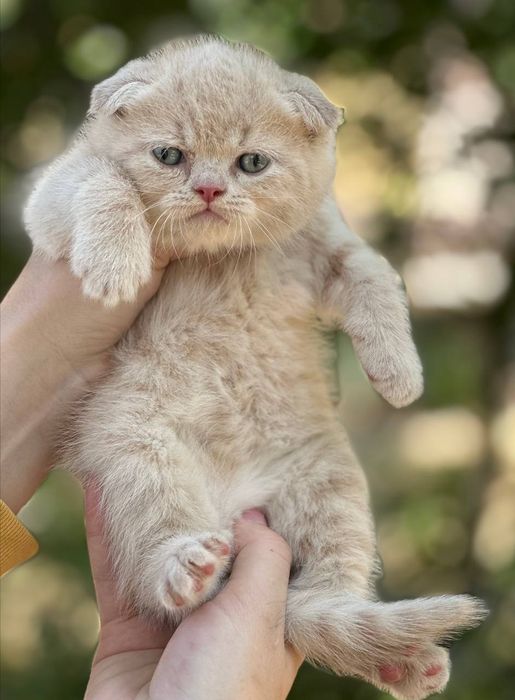 Scottish  fold мальчик