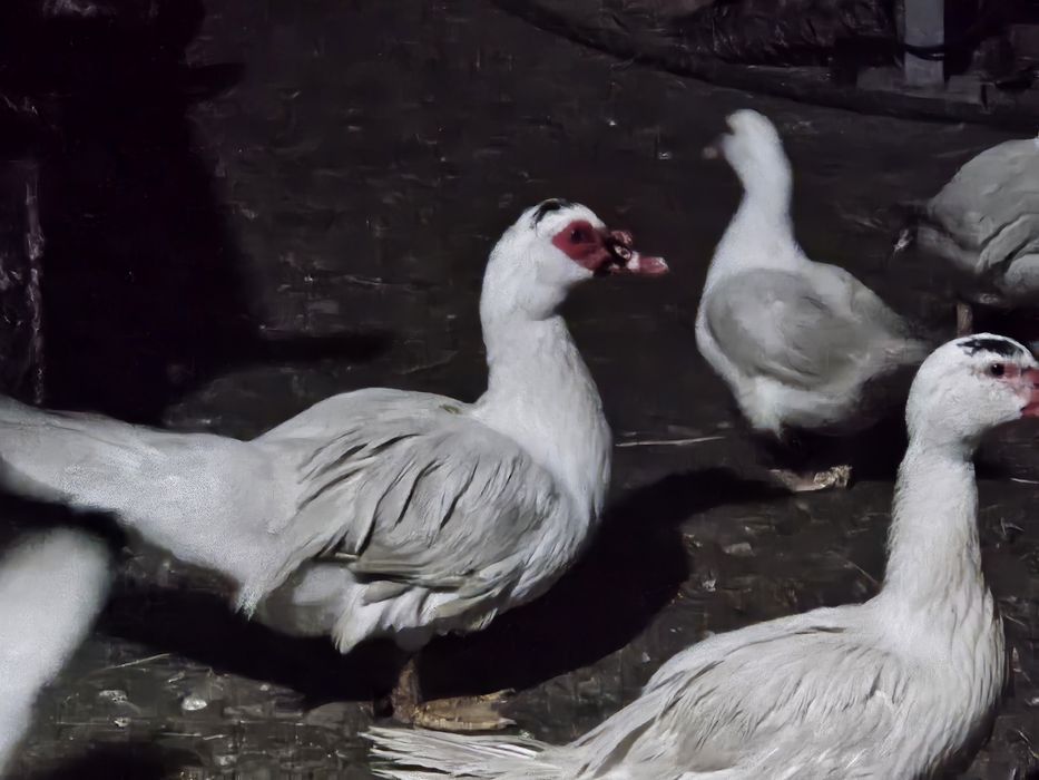 Индоутки белые самки самцы продоются