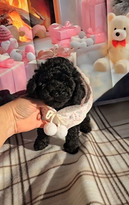 !РЕЗЕРВИРАНО!Мини пудел с родословие- 5 поколения назад