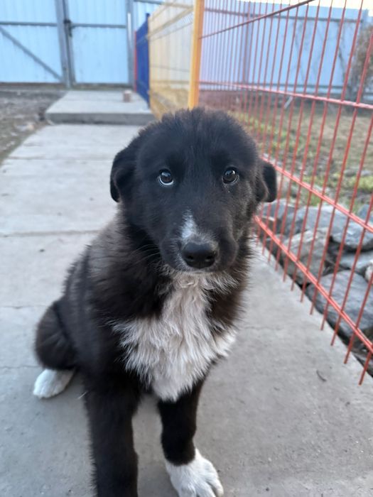 Продам щенков лайки