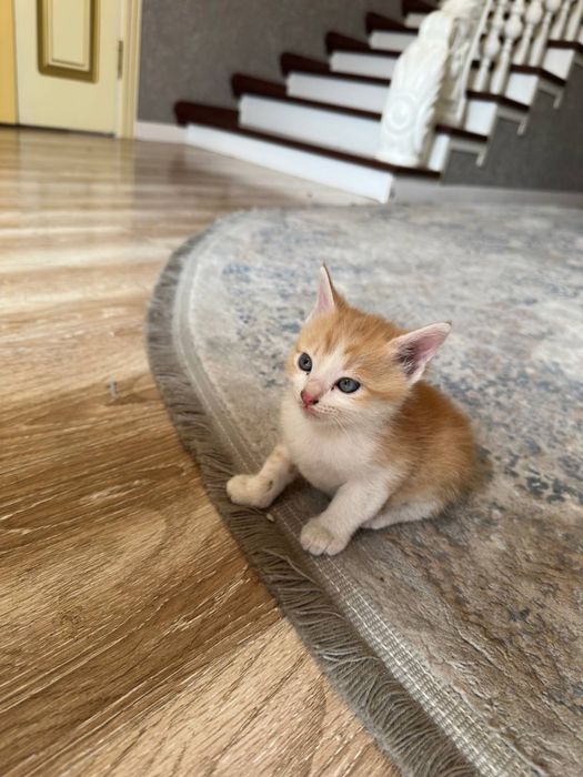 Мушуклар котёнки