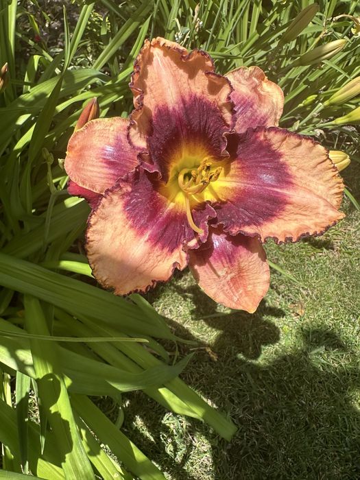 Хемерокалиси