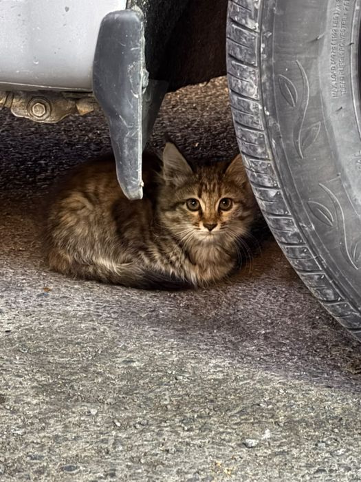 Котенок ищет дом