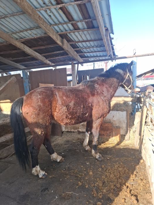 Жеребец 6 лет срочно