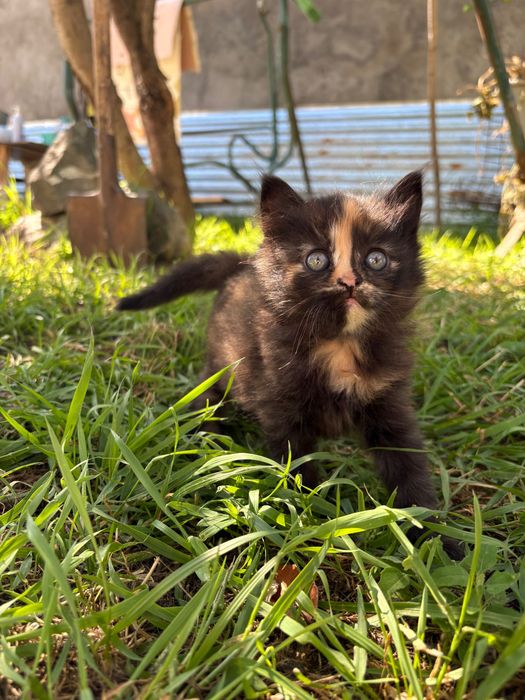 Отдадим котенка в добрые руки