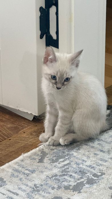 Бала мысық,туалетке үйренген