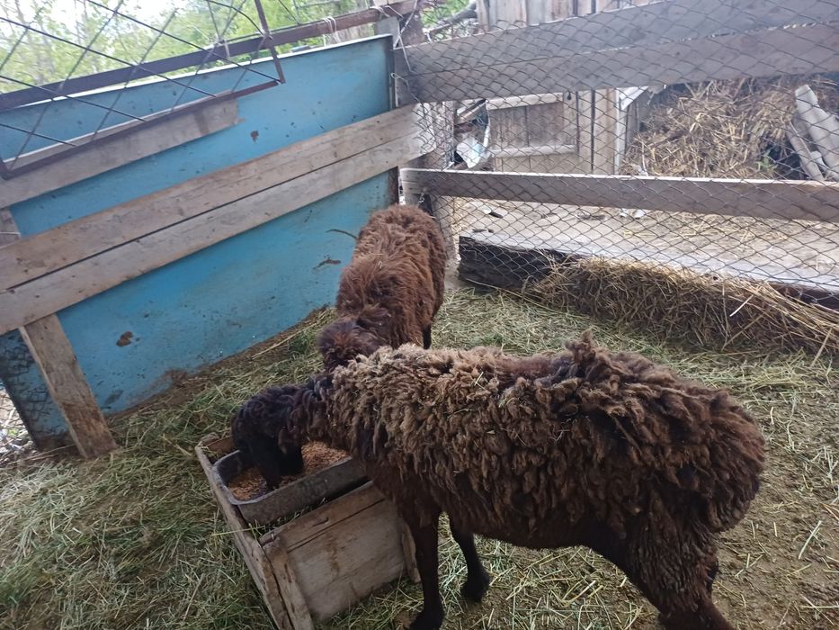 Саулық қойлар сатылады