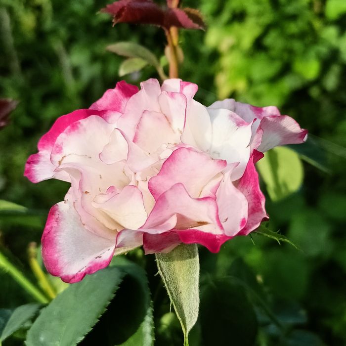 Штамповый атиргуллар дехкончилик