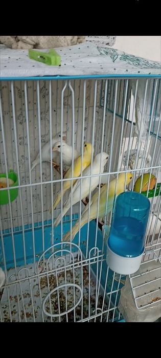 Канарейки плановые