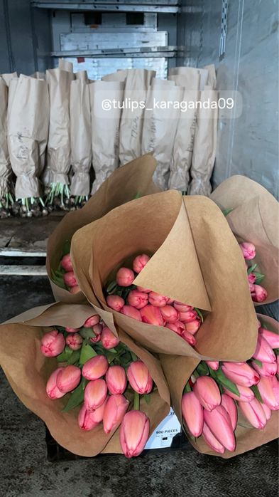 Голландские тюльпаны Оптом