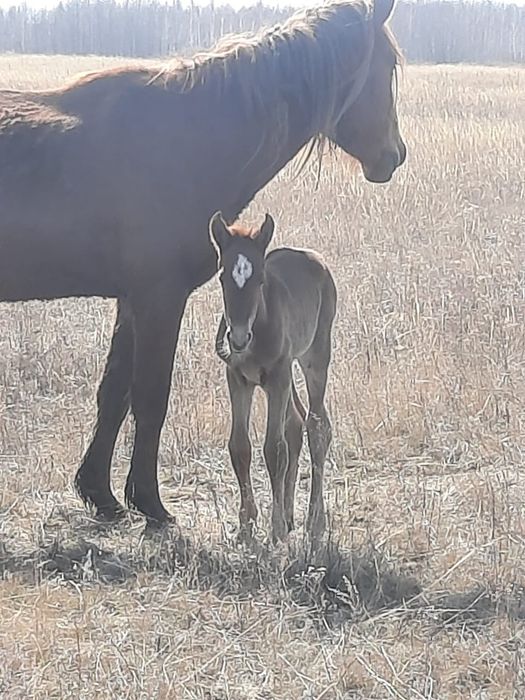 Продам кобылу с жеребенком