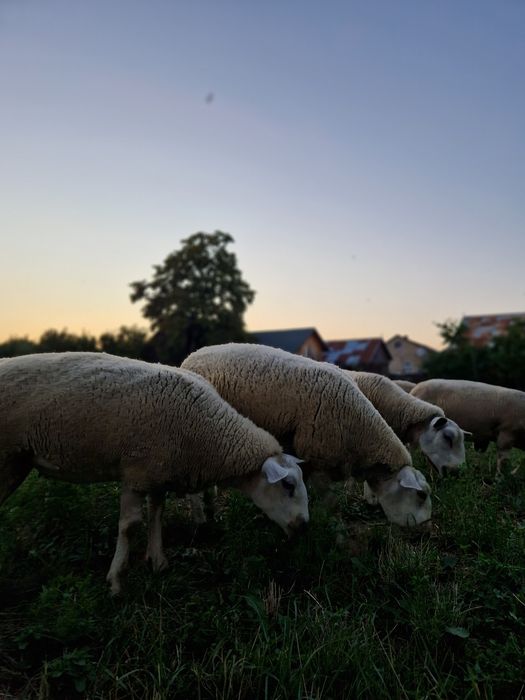 Vand oi texel,linia belgiana