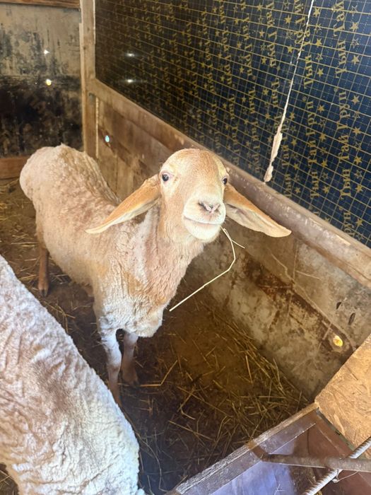 Продам арашан кошкар