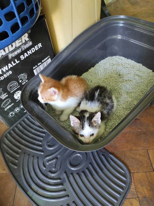 Подарявам малки котенца