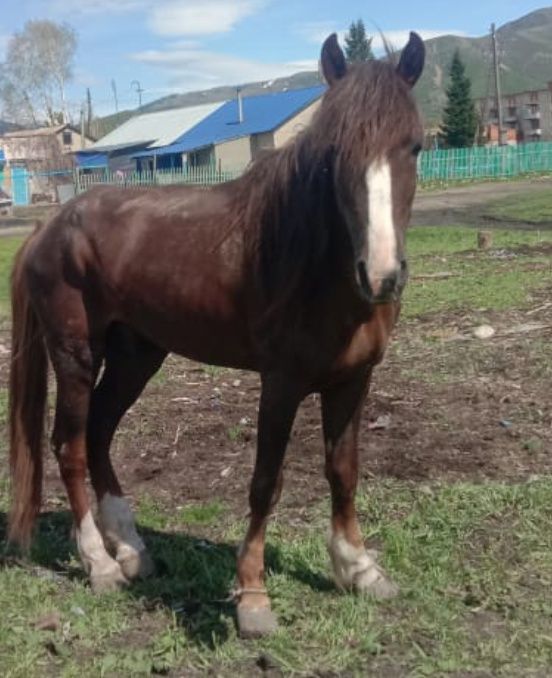 Продам жеребца иноходца