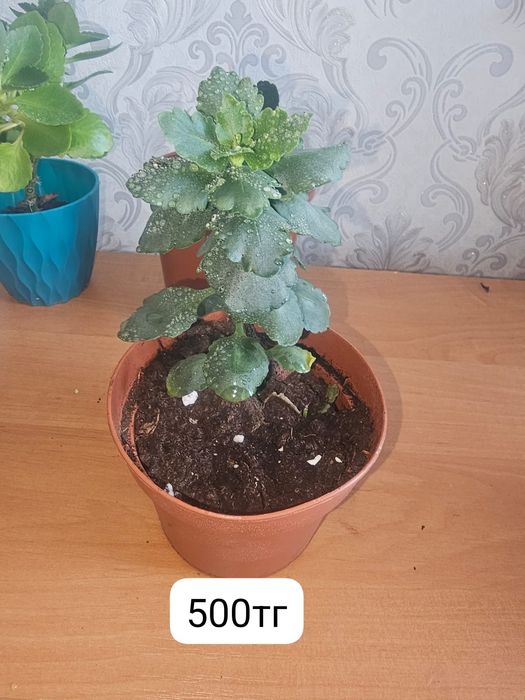 Продам комнатные цветы