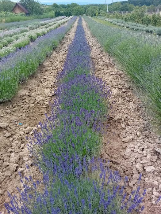 Vând tufe lavandă