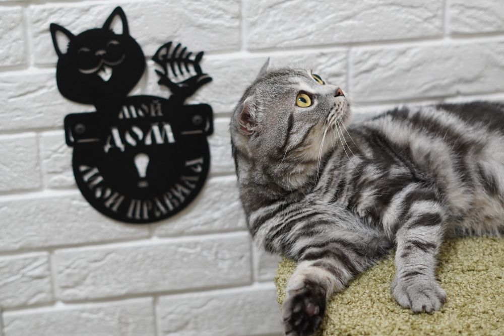Шотландские   котята