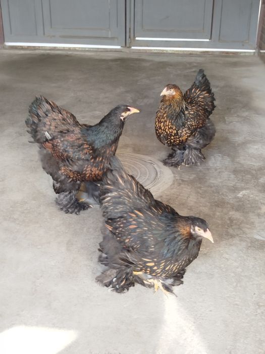 Брама товуқ палевый голубой