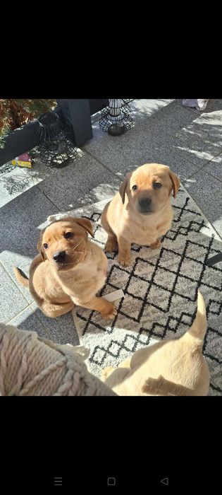 Pui Labrador Retriever