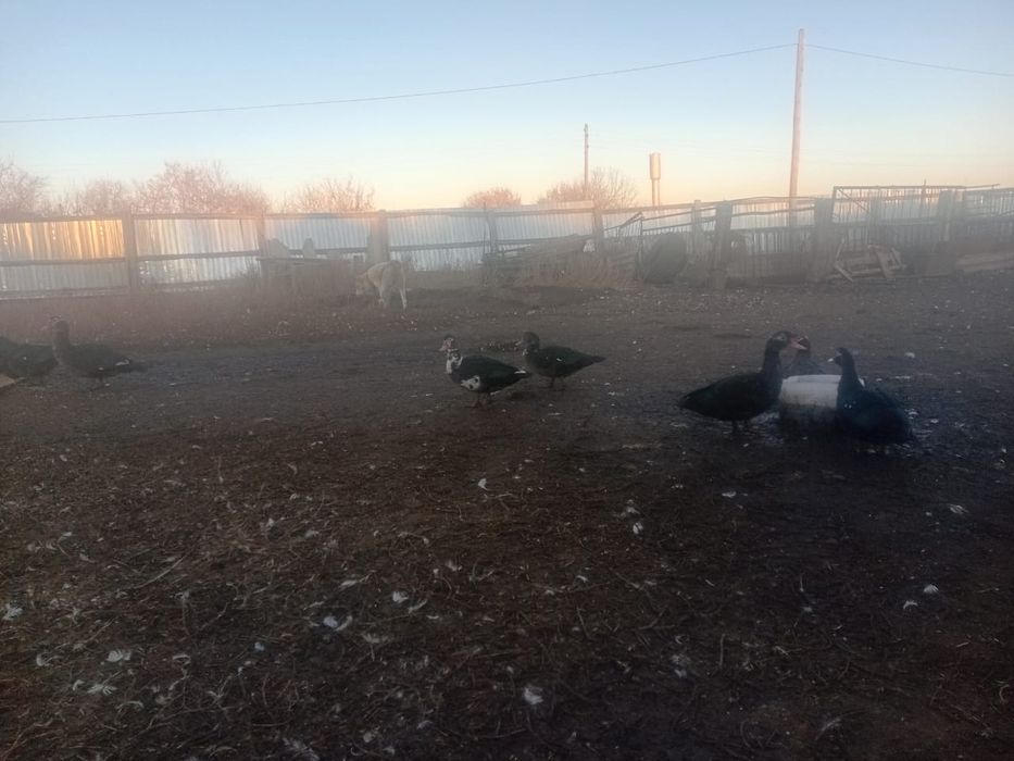 Продам индоутки лаванда