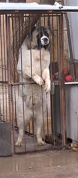 Красавчик на вязку