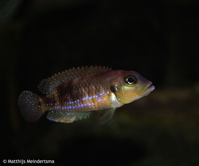 Black ocellatus shell dweller.