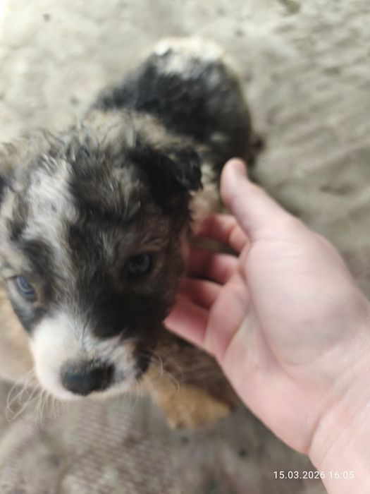 Щенки звонки мелкие