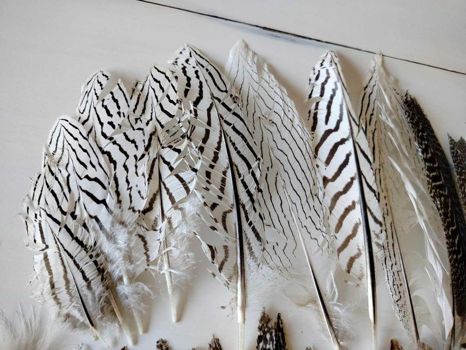 Естествени материали за декорация- шишарки, пера и МАЛКИ рапанчета