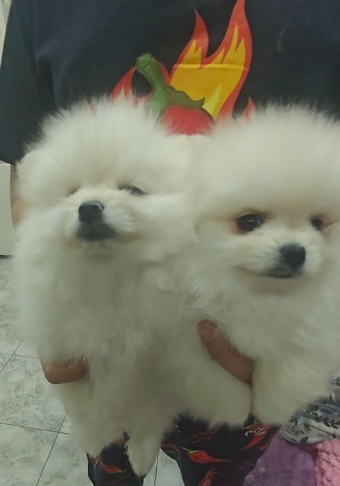 Щенки цверг шпица