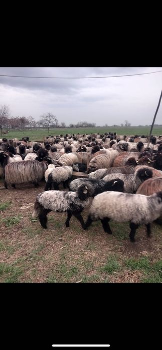 Oi de vanzare oi românești