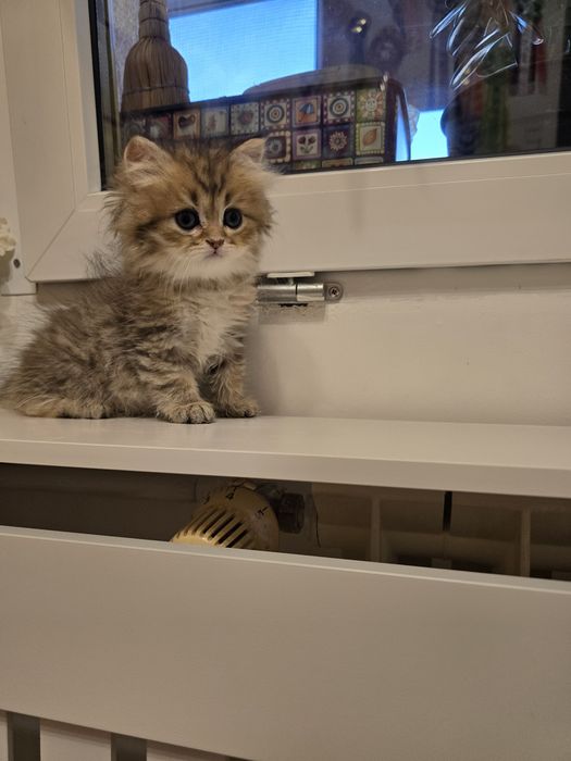 Pui pisică british longhair