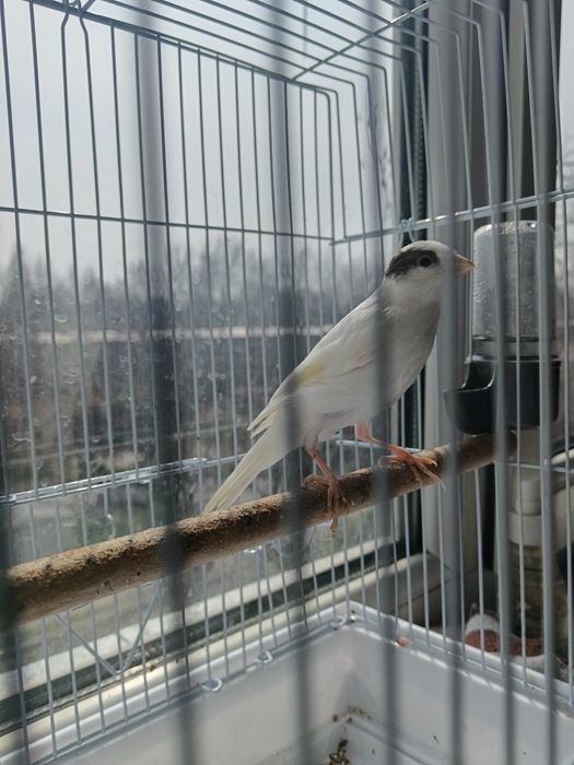 Kanareyka maladoy Nar