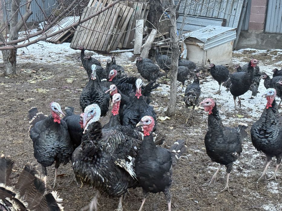 Продаётся индюки сатылымда индюктар