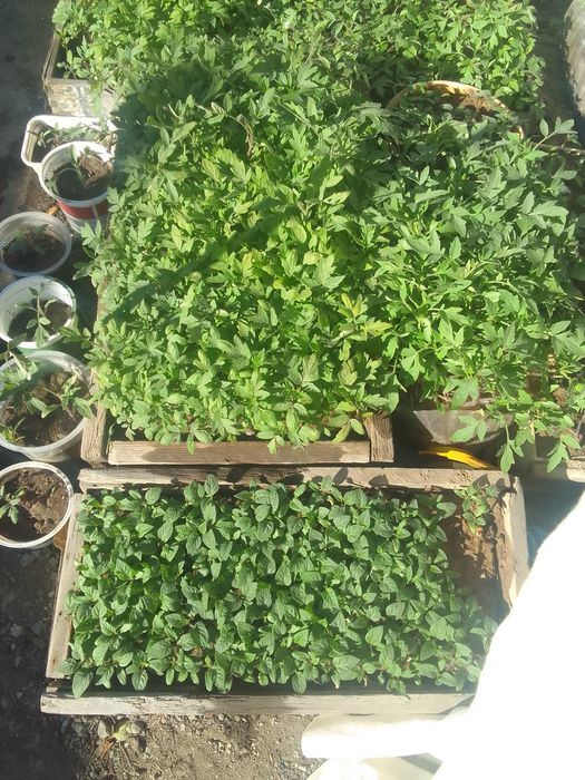 Продам рассаду помидоров