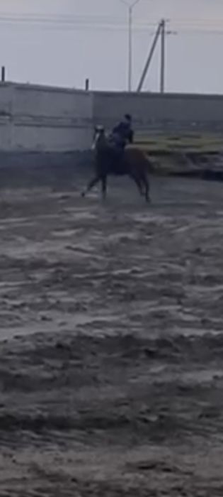 Жылқы.Бесқасқа сатылады