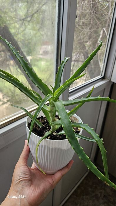 Үй гүлдерін сатамын 5 мыңнан